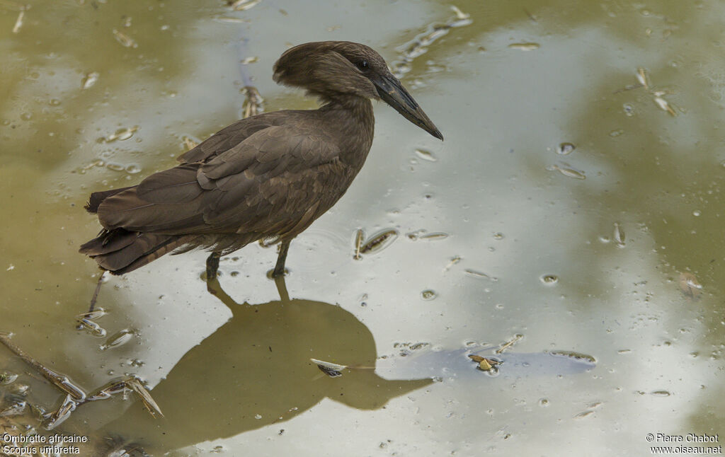 Hamerkop