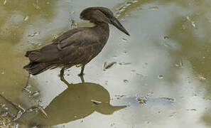 Hamerkop