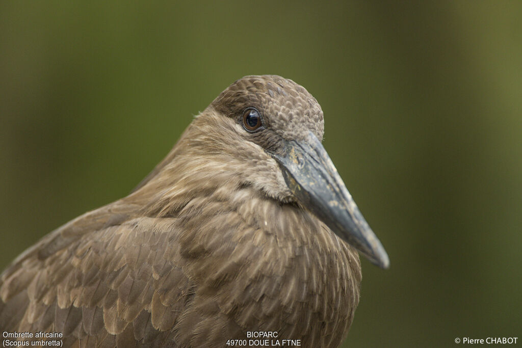 Hamerkop