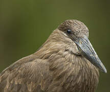 Hamerkop