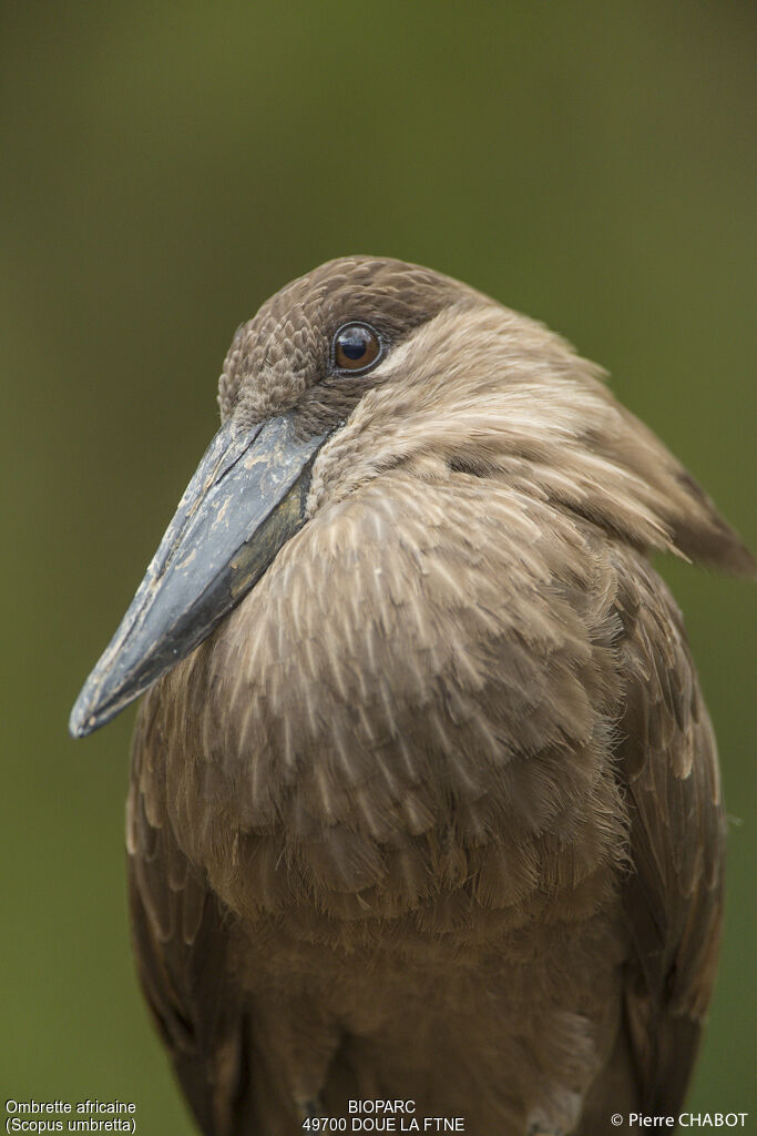 Hamerkop