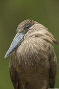 Hamerkop