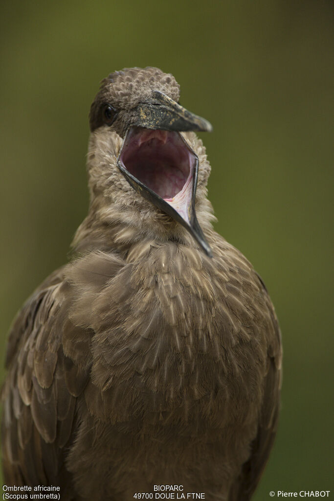 Hamerkop