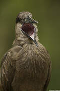 Hamerkop