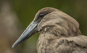 Hamerkop