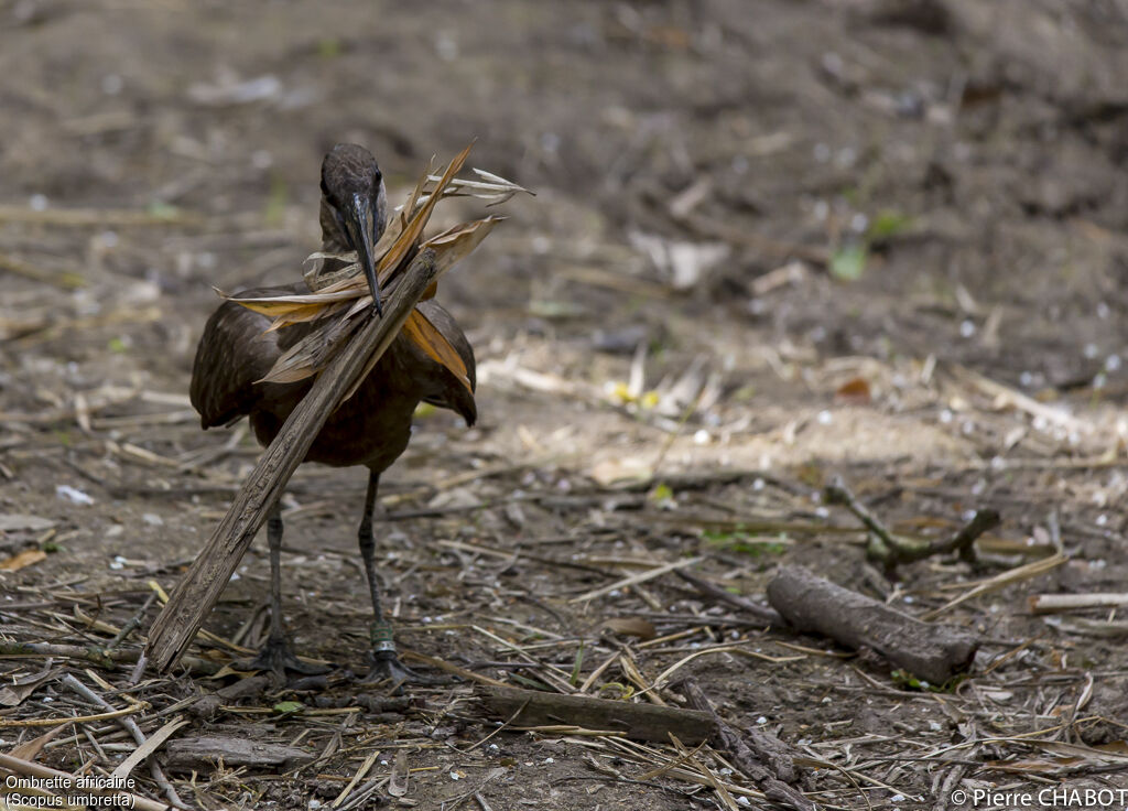 Hamerkop