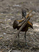 Hamerkop