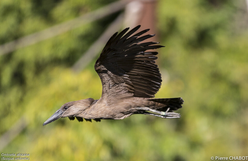 Hamerkop