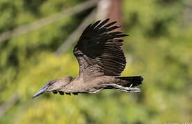 Hamerkop