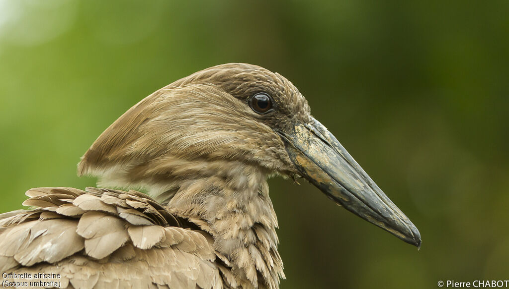 Hamerkop