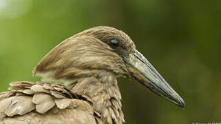 Hamerkop