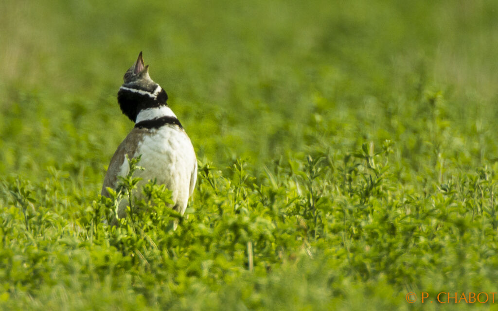 Little Bustard