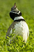 Little Bustard