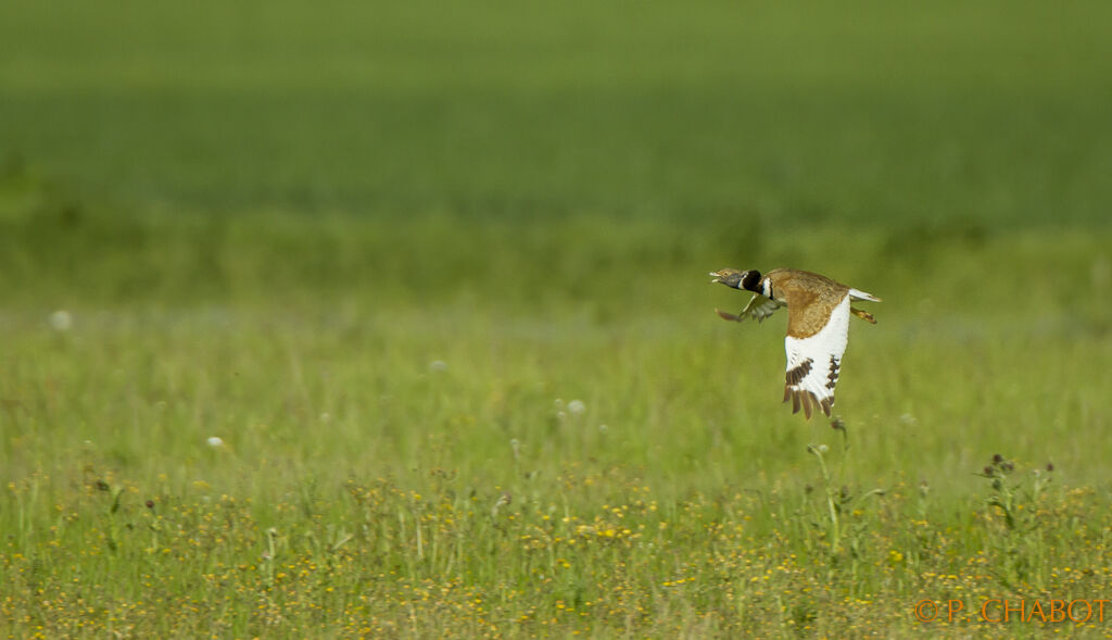 Little Bustard