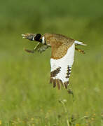 Little Bustard