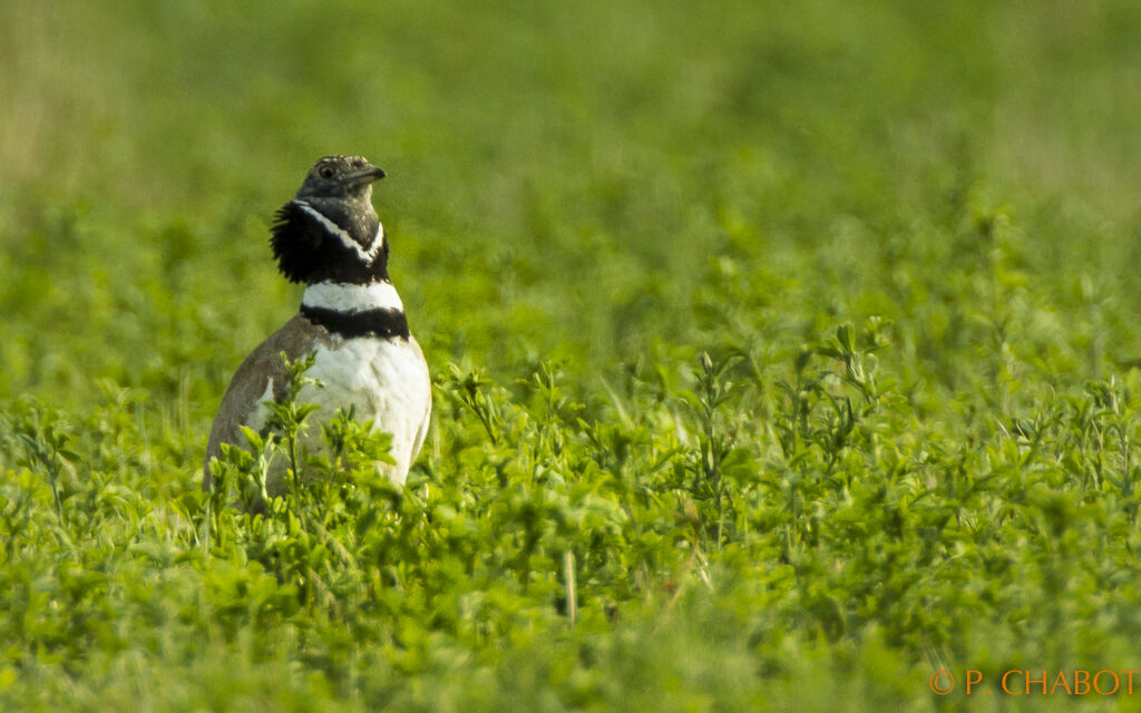 Little Bustard