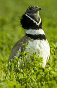 Little Bustard