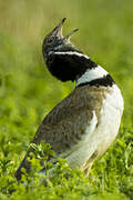 Little Bustard