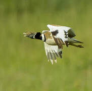 Little Bustard