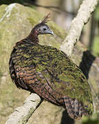 Congo Peafowl