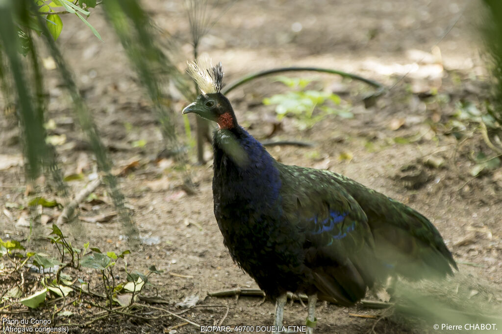 Congo Peafowl