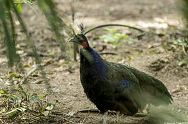 Congo Peafowl