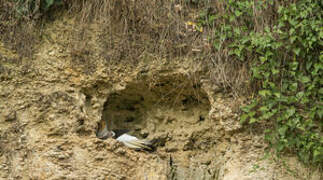 Egyptian Vulture