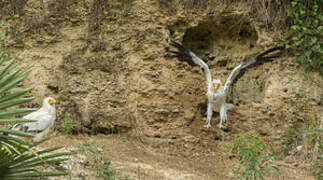 Egyptian Vulture