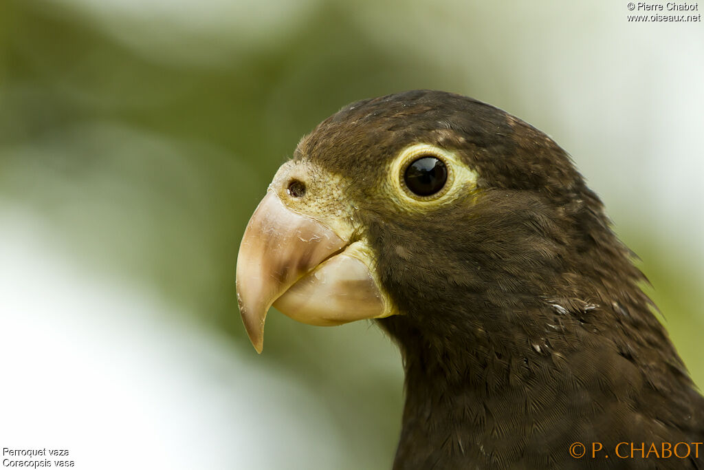 Perroquet vaza, identification