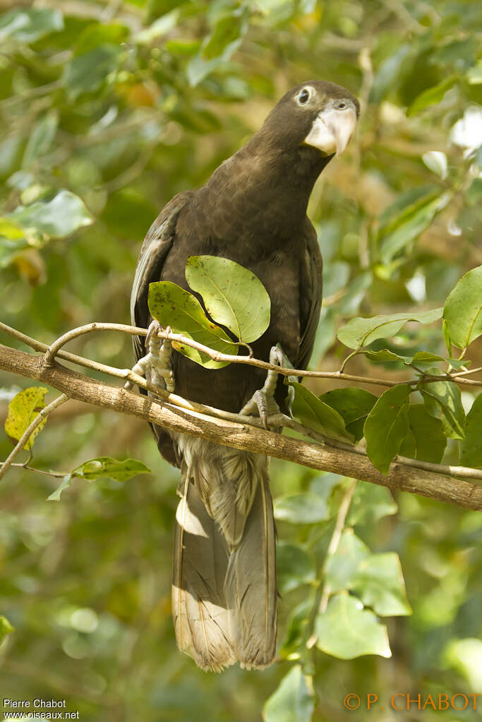 Perroquet vaza, identification