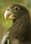 Greater Vasa Parrot