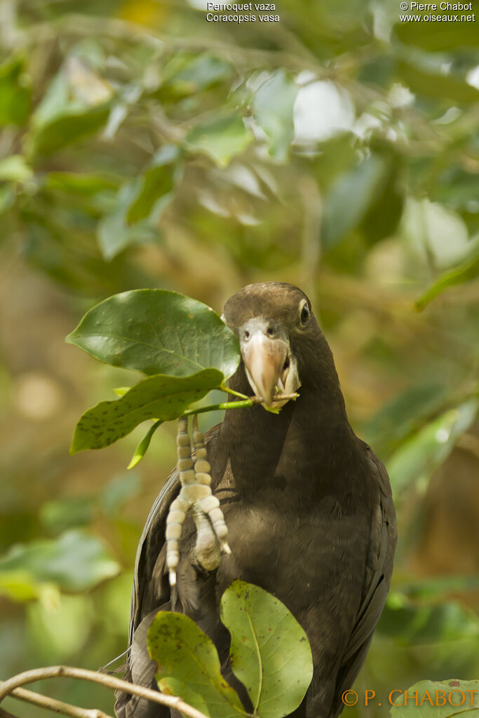 Greater Vasa Parrot