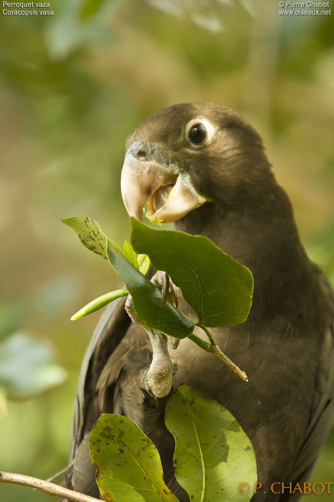 Greater Vasa Parrot