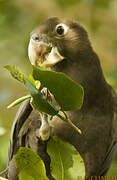 Greater Vasa Parrot