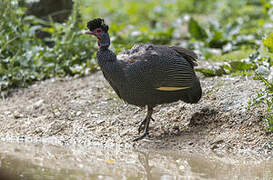 Eastern Crested Guineafowl