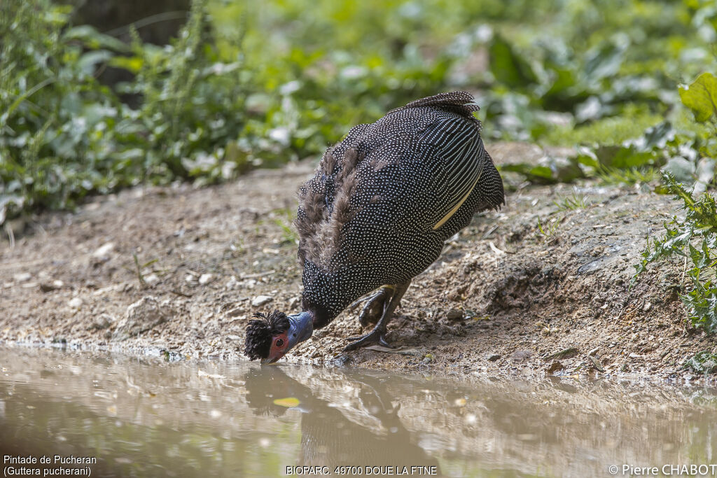 Crested Guineafowl