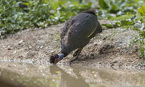 Crested Guineafowl