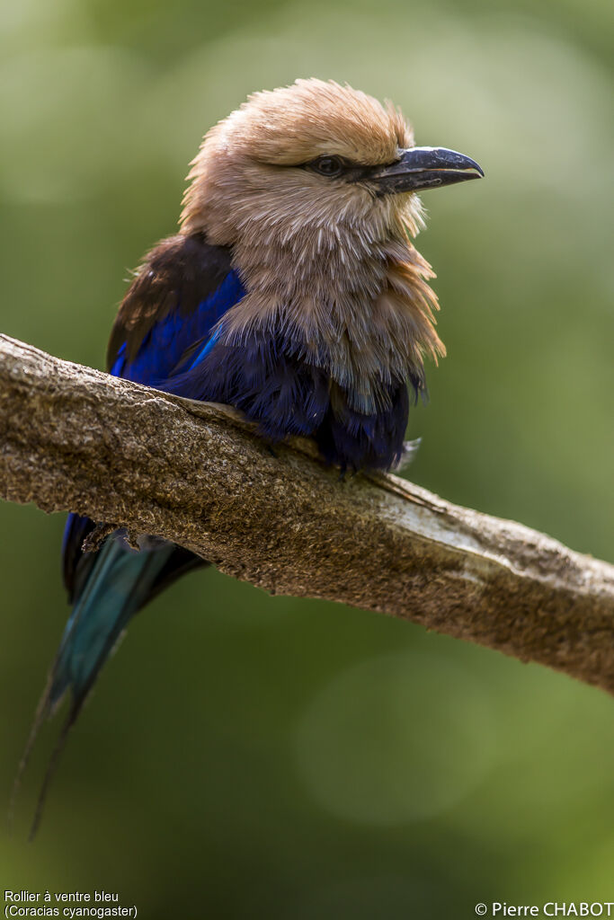 Blue-bellied Roller