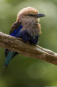 Blue-bellied Roller