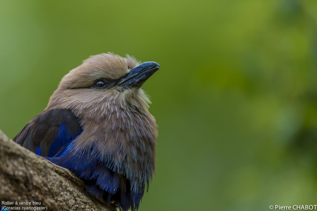 Blue-bellied Roller