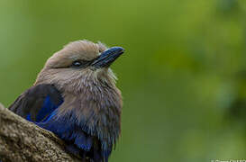 Blue-bellied Roller