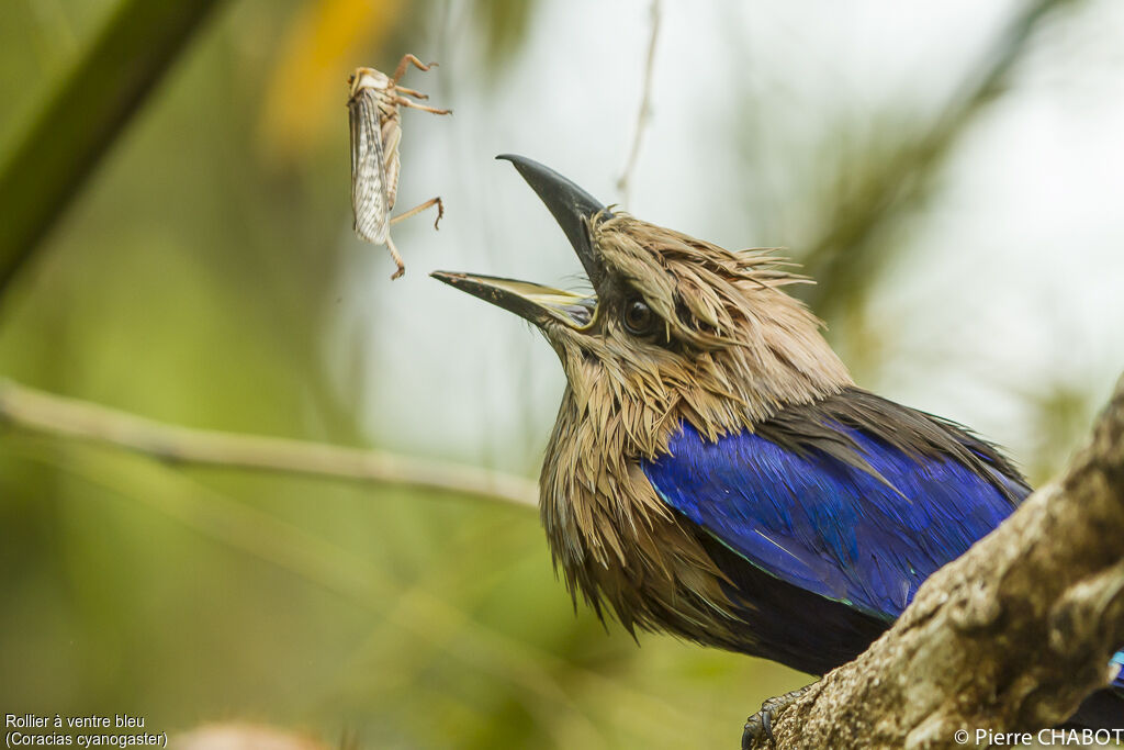 Blue-bellied Roller