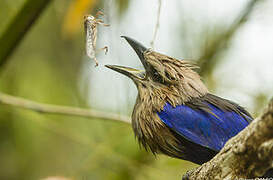 Blue-bellied Roller