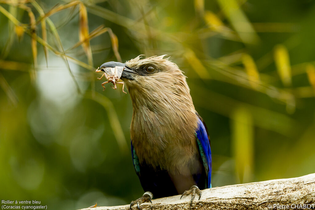 Blue-bellied Roller