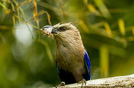 Blue-bellied Roller