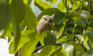 Blue-bellied Roller