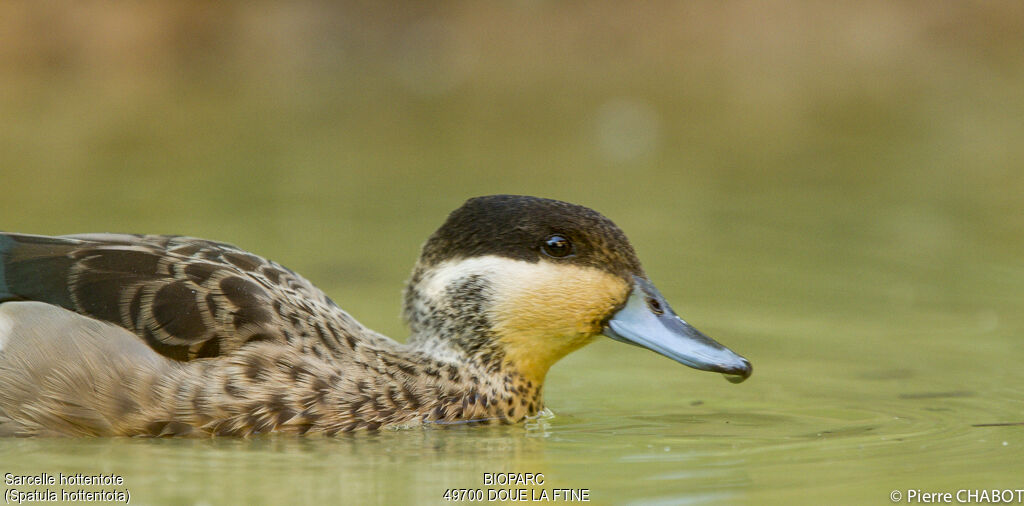 Blue-billed Teal