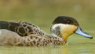 Blue-billed Teal