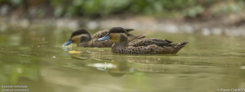 Blue-billed Teal, Behaviour