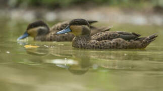 Blue-billed Teal